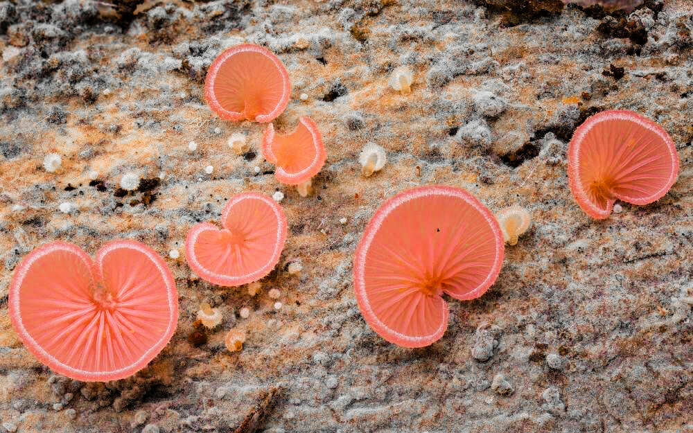 527872871_1313172280392573_8356383605875360121_n